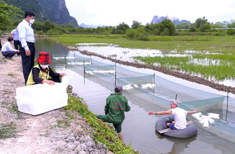 Sở KH-CN kiểm tra tiến độ thực hiện nhiệm vụ KH-CN liên kết “Nuôi thương phẩm tôm càng xanh trong ao đất tại huyện Tuyên Hóa”