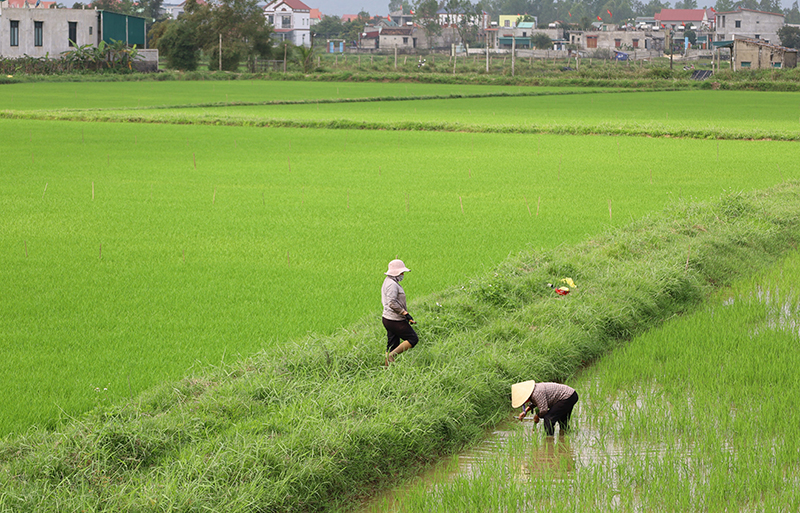 Nông dân huyện Quảng Ninh chăm sóc lúa vụ đông-xuân.