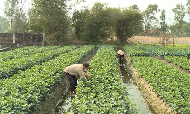 Chuyển đổi diện tích đất lúa kém hiệu quả sang trồng các loại hoa góp phần nâng cao thu nhập cho người dân.