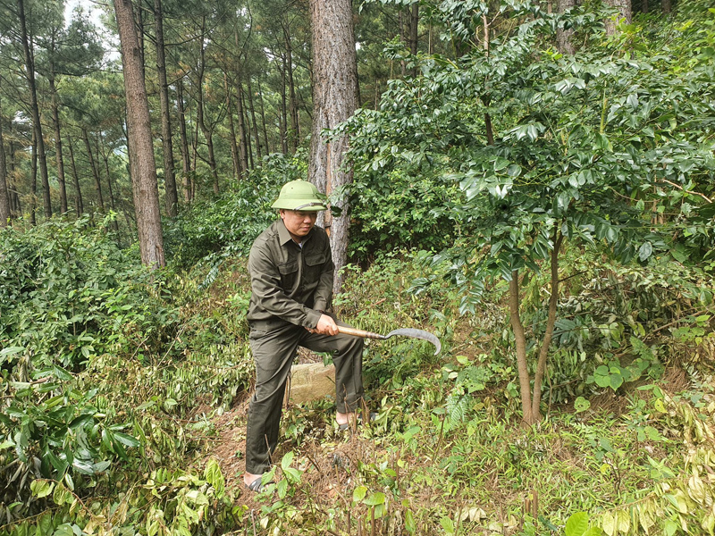 Nhân viên Ban quản lý rừng phòng hộ huyện Quảng Trạch đang chăm sóc rừng phòng hộ bằng cây bản địa do dự án JICA2 hỗ trợ