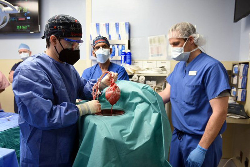 Các bác sỹ thực hiện ca ghép tim lợn đầu tiên cho người. (Ảnh: Reuters