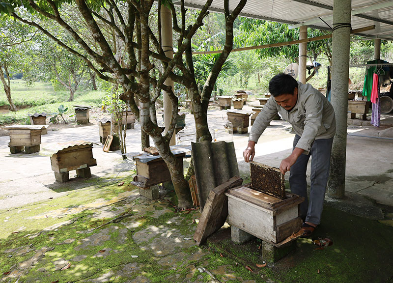 Mô hình nuôi ong lấy mật của gia đình anh Đinh Văn Thiên, thôn Cao Lợi, xã Xuân Hóa.
