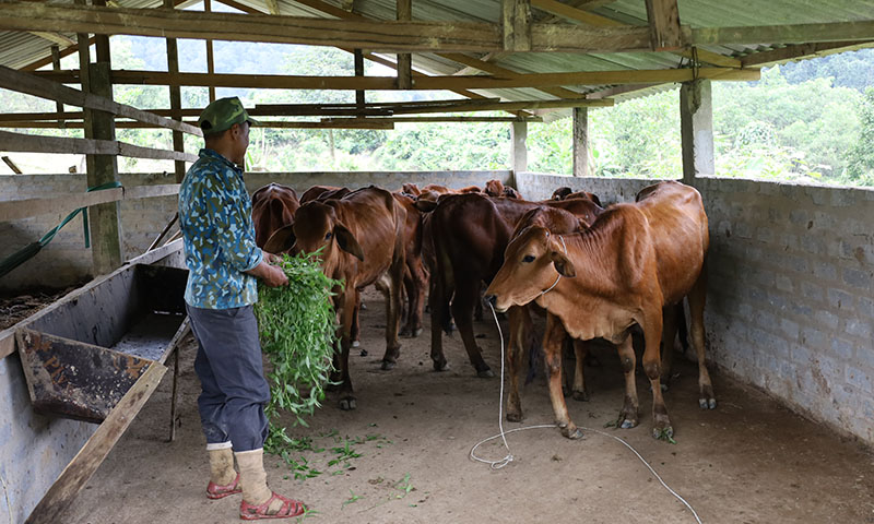 Khu chuồng trại THT chăn nuôi bò bản Lương Năng, xã Hóa Sơn được xây dựng cách xa khu vực dân cư để tránh ô nhiễm môi trường.