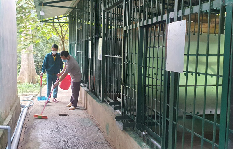 Chuẩn bị cơ sở vật chất tiếp nhận 7 cá thể hổ về nuôi tại VQG Phong Nha- Kẻ Bàng.