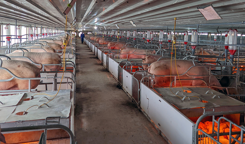  Ngành Nông nghiệp khuyến cáo người dân chăn nuôi lợn theo hướng an toàn sinh học để phòng, chống DTLCP.