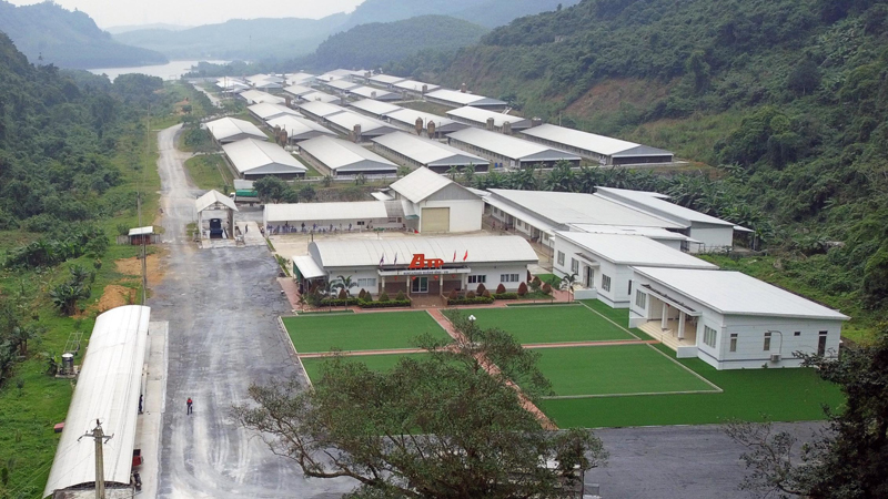 Trang trại chăn nuôi heo công nghệ cao của Công ty TNHH Buntaphan Quảng Bình có quy mô 20ha.