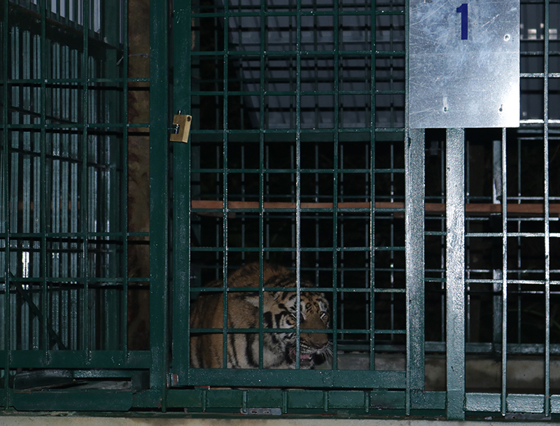 Cá thể hổ được đưa vào chuồng nuôi thành công.