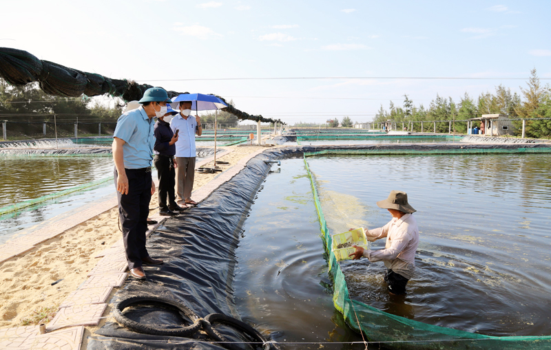 Sở KH-CN kiểm tra, khảo sát thực tế mô hình nuôi thương phẩm ốc hương tại xã Trung Trạch, huyện Bố Trạch.