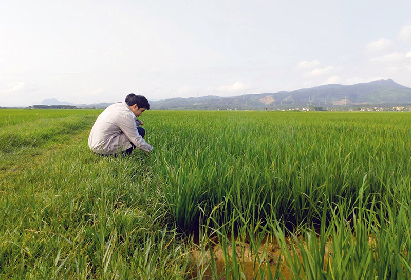 Cán bộ Trung tâm DVNN và Phòng NN-PTNT huyện Quảng Ninh kiểm tra sâu bệnh gây hại trên lúa.