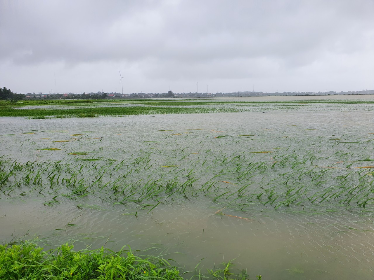  Mưa lớn, hàng ngàn ha lúa ở Lệ Thủy chìm trong biển nước, nguy cơ mất trắng.