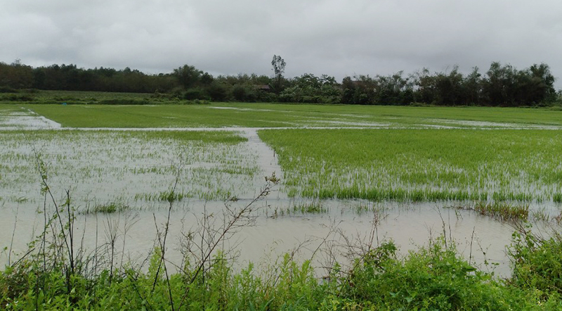  Nhiều diện tích lúa ở thị trấn Phong Nha (Bố Trạch) bị ngập nước do mưa lớn.