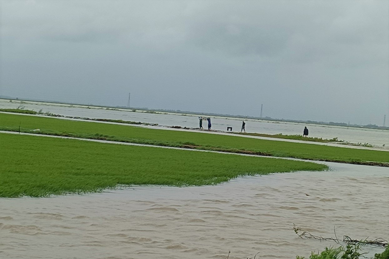Nhiều diện tích lúa ở Quảng Ninh bị ngập do mưa lớn.