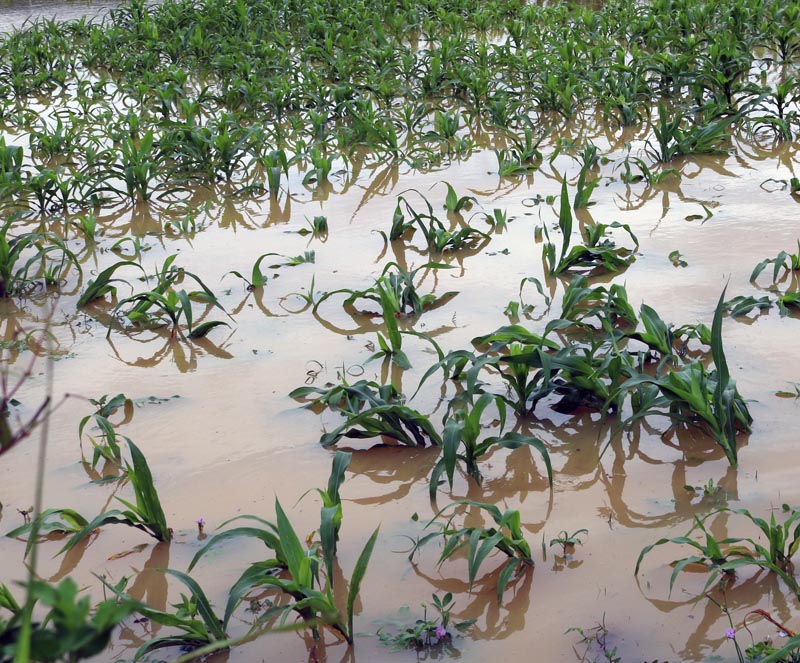Nhiều diện tích ngô vụ đông xuân 2021-2022 của huyện Minh Hóa bị ngập úng do mư lũ (ảnh minh họa)