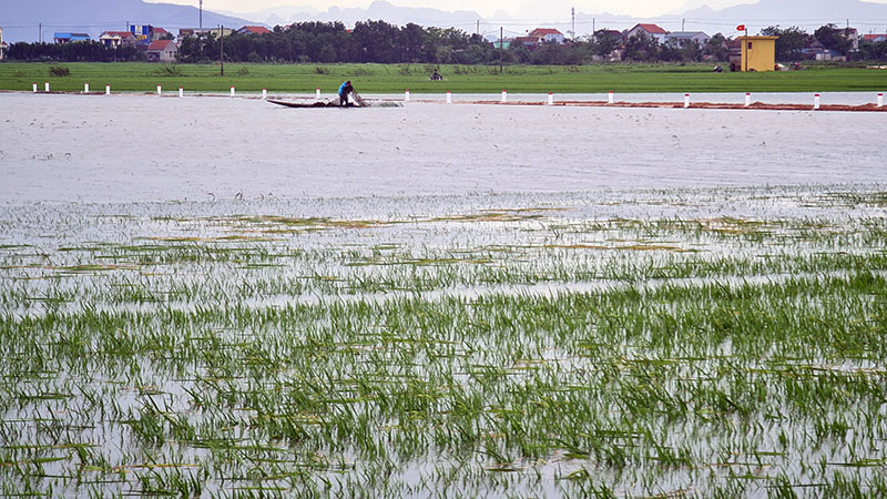 Gần 3.700ha lúa đông-xuân trên địa bàn huyện Lệ Thủy bị ngập do mưa lũ.