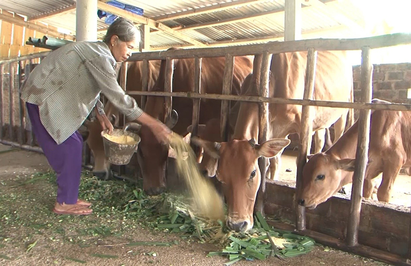 Nông dân Minh Hóa tích cực chuyển dịch cơ cấu trong chăn nuôi, nâng cao chất lượng đàn bò lai.