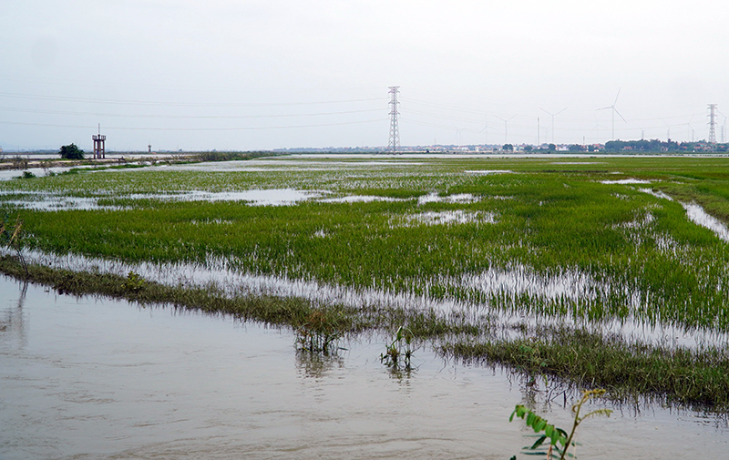 Nhiều diện tích lúa tại huyện Lệ Thủy ngập sâu, mất trắng