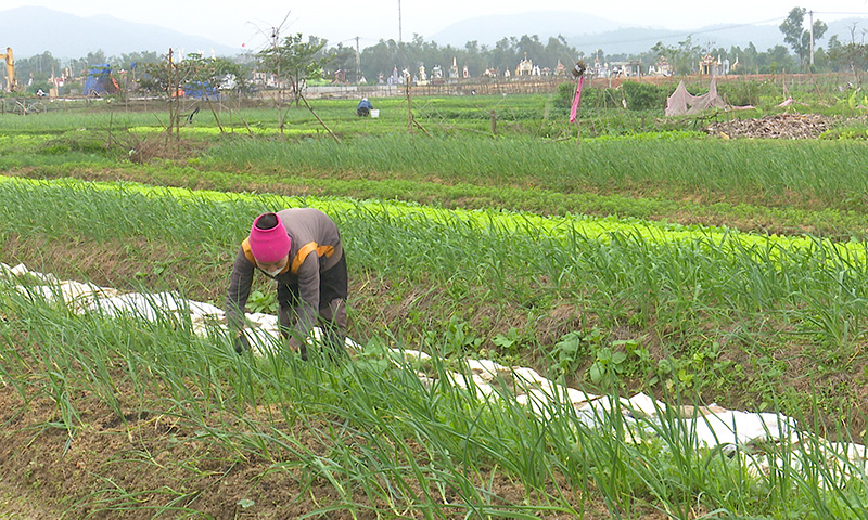  Mô hình trồng tỏi mang lại hiệu quả kinh tế cao, góp phần giảm tỷ lệ hộ nghèo.