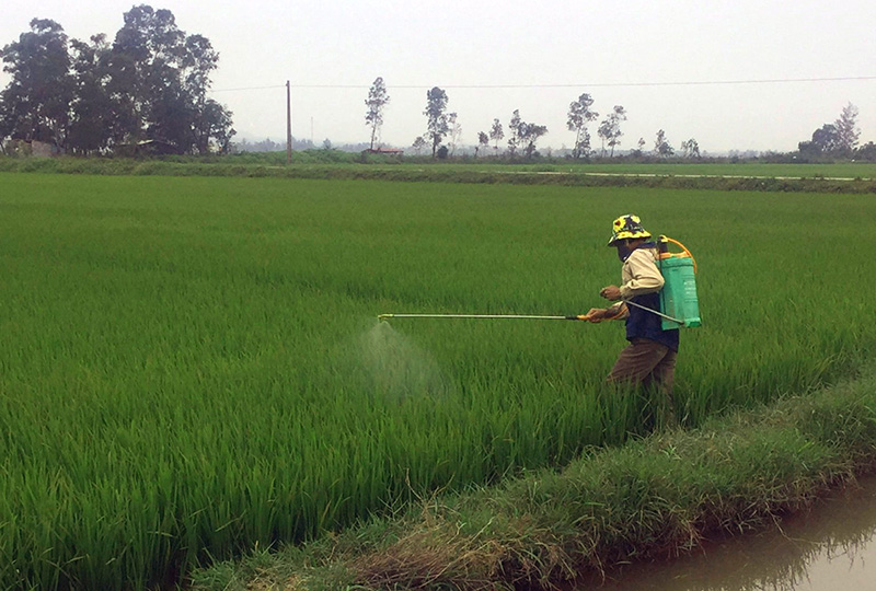 Nông dân huyện Quảng Ninh phun thuốc phòng trừ sâu bệnh hại lúa đông-xuân.