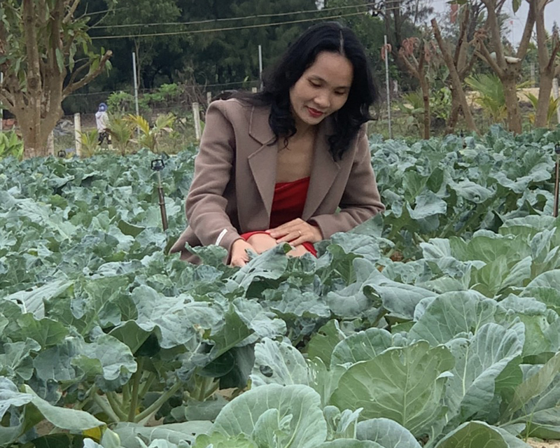 Vườn bắp cải của chị Nguyễn Thị Lan Phương khi vào mùa vụ.