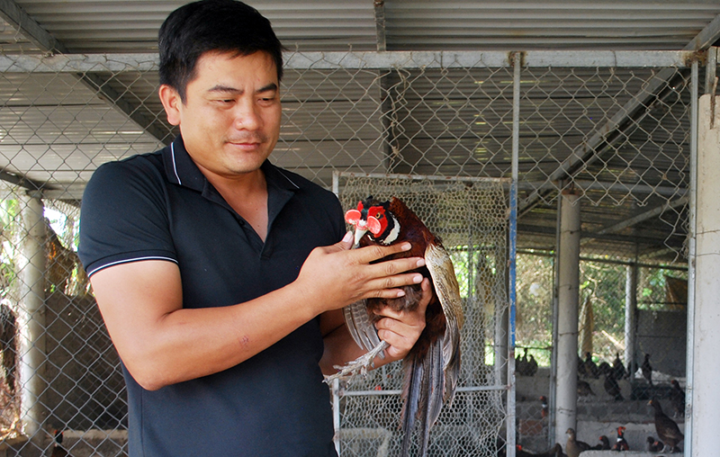Đặc sản chim trĩ tại Trang trại chim trĩ Quảng Bình, ở thôn 6, xã Lộc Ninh.