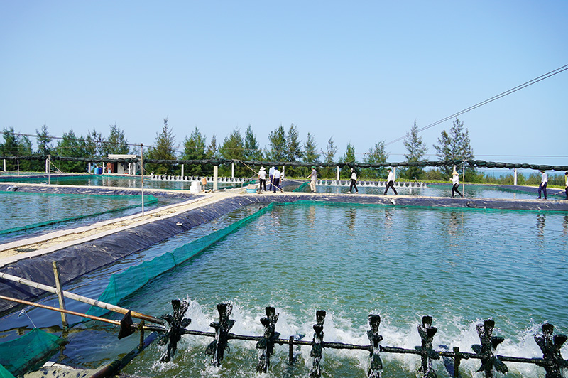 Trang trại nuôi trồng thủy sản của anh Nguyễn Minh Tám có diện tích ao hồ lên đến7ha