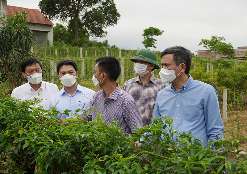 Đồng chí Chủ tịch UBND tỉnh Trần Thắng tham quan trang trại trồng cây thìa canh thuộc HTX trồng cây dược liệu sạch và kinh doanh nông nghiệp Cự Nẫm (thôn Nam Nẫm, xã Cự Nẫm).