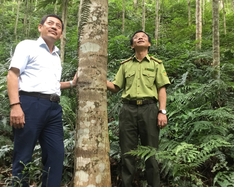 Ông Nguyễn Xuân Thiết trong cánh rừng gỗ lớn của mình.