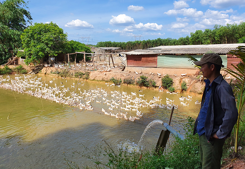 Nhiều mô hình kinh tế trang trại ở huyện Lệ Thủy mang lại hiệu quả cao.