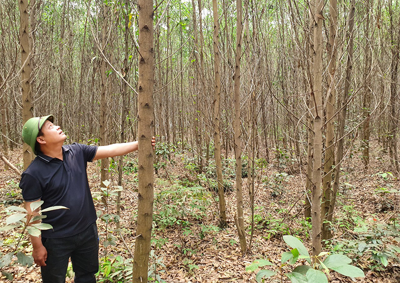 Nhiều hộ dân ở xã Thái Thủy (Lệ Thủy) đã có cuộc sống khấm khá hơn nhờ trồng rừng kinh tế.
