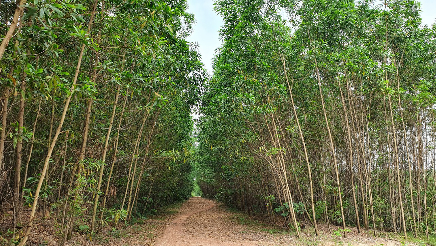 Chất lượng, giá trị rừng ở huyện Lệ Thủy ngày càng được nâng lên.