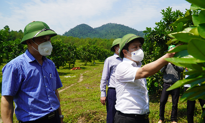 Mô hình cây ăn quả tại xã Kim Hóa đang phát huy hiệu quả tích cực