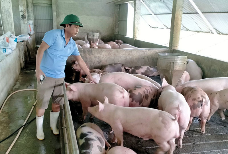 Mô hình chăn nuôi lợn cho hiệu quả kinh tế cao của anh Trần Văn Công.