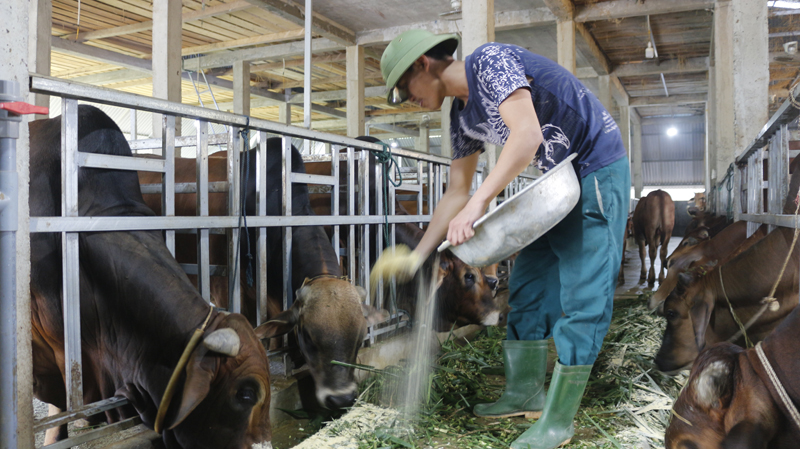 Mô hình chăn nuôi bò theo hướng hiện đại ở xã Mai Hóa.