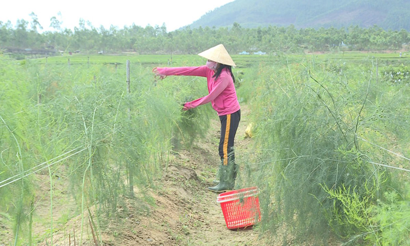 Mô hình trồng cây măng tây của gia đình bà Phạm Thị Phưỡng ở xã Quảng Phú mang lại hiệu quả kinh tế cao.