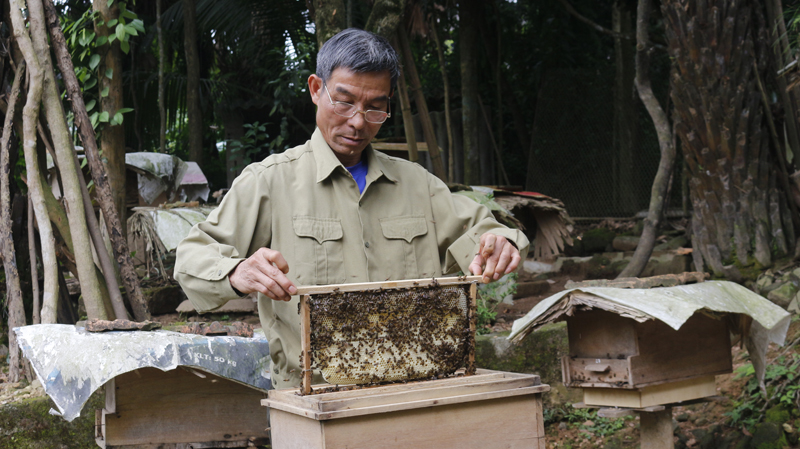 Ông Đoàn Xuân Hòa bên những tổ ong lấy mật của mình.