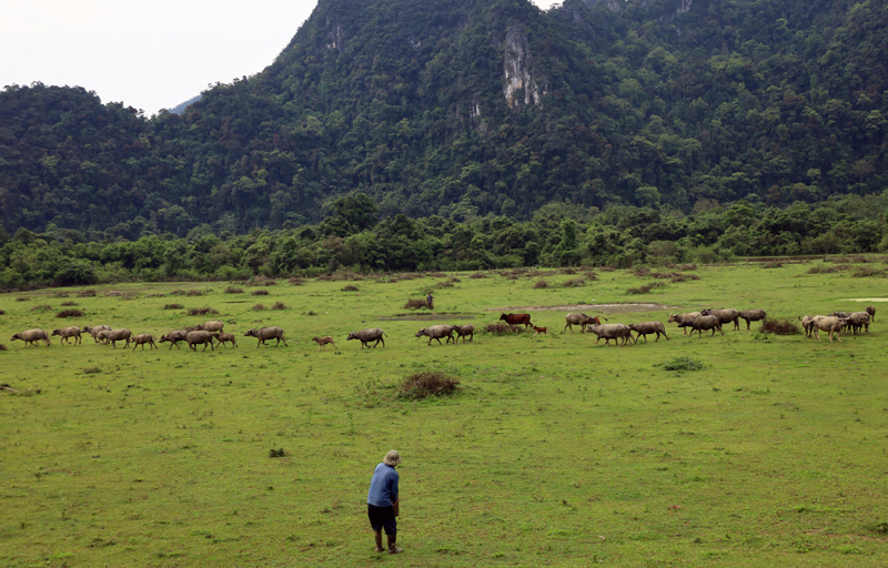 Đàn trâu, bò của CCB xã Tân Hóa nơi thung lũng La Ken. 