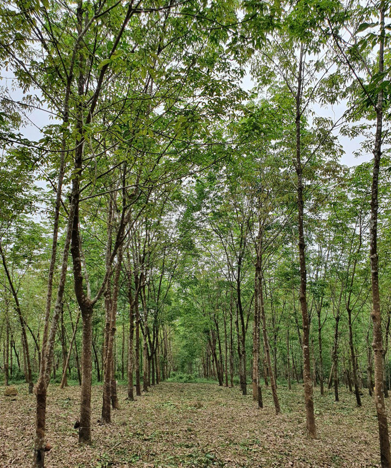 Kinh tế rừng ở Trường Thủy đã giúp người dân thoát nghèo.