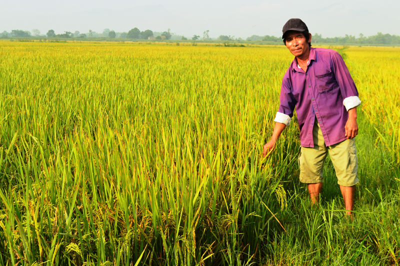 Anh Hoàng Văn Thể đã biến vùng đất bỏ hoang thành ruộng lúa màu mỡ, năng suất cao.