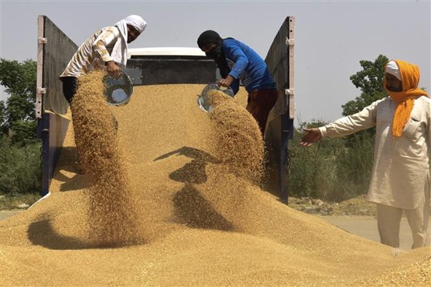 LHQ và IMF kêu gọi nhanh chóng giải quyết khủng hoảng lương thực