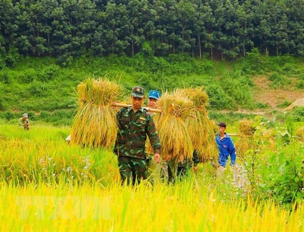 Cán bộ, chiến sỹ Đồn Biên phòng Mường Mươn, Điện Biên giúp nhân dân thu hoạch lúa. (Ảnh: TTXVN phát)