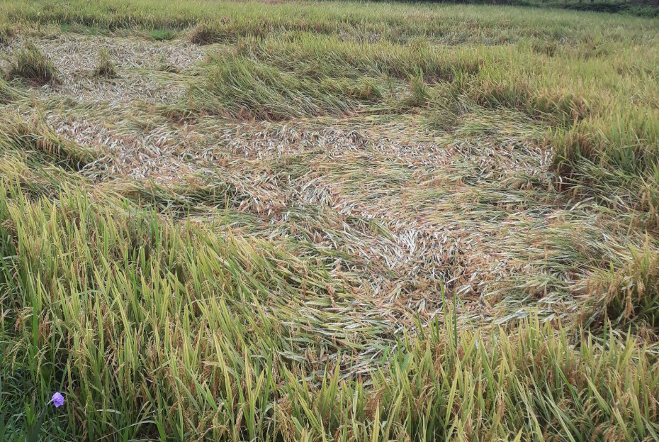  Vụ sản xuất đông-xuân năm nay, cây lúa ở huyện Lệ Thủy gặp rất nhiều bất lợi.