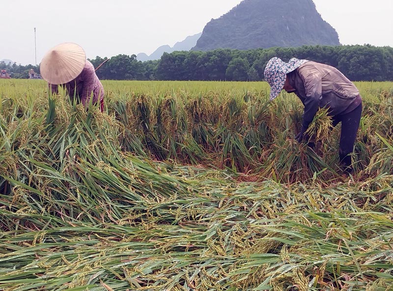 Tranh thủ thời tiết tốt hơn, nông dân thị trấn Quy Đạt, huyện Minh Hóa gấp rút cứu các diện tích lúa bị gãy, đổ.