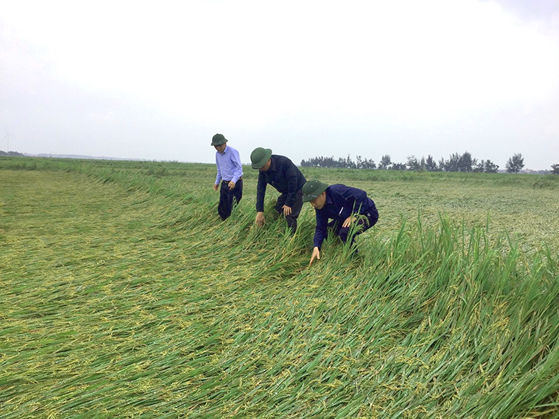 Lãnh đạo Sở NN-PTNT kiểm tra diện tích lúa bị thiệt hại do mưa lớn tại huyện Quảng Ninh.