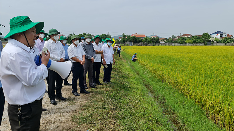 Đồng chí Bí thư Thị ủy Ba Đồn Trương An Ninh và các đại biểu tham quan mô hình liên kết kinh doanh lúa-gạo hữu cơ ST25.