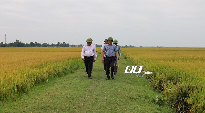 Đồng chí Phó Bí thư Thường trực Tỉnh ủy Trần Hải Châu kiểm tra tình hình sản xuất lúa đông-xuân tại HTX Thống Nhất, xã An Ninh.