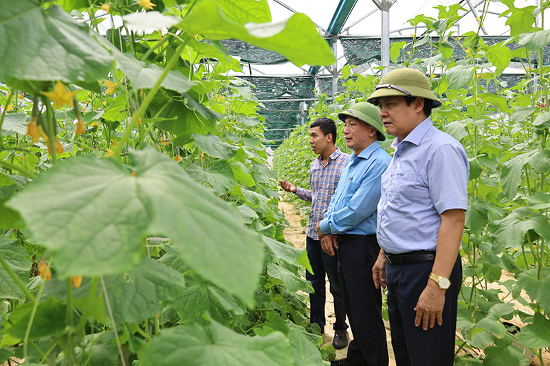 Đồng chí Phó Bí thư Thường trực Tỉnh ủy Trần Hải Châu kiểm tra tình hình sản xuất tại trang trại nông nghiệp sạch, công nghệ cao Ngọc Lan.