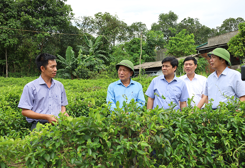 Đồng chí Phó Bí thư Thường trực Tỉnh ủy Trần Hải Châu thăm HTX sản xuất cây dược liệu sạch và kinh doanh nông nghiệp xã Cự Nẫm.