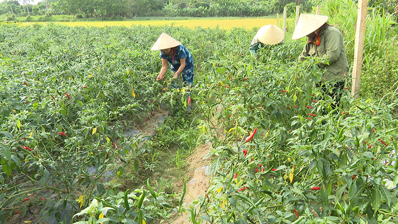 Mỗi sào trồng ớt, người dân có lãi khoảng 10-15 triệu đồng.