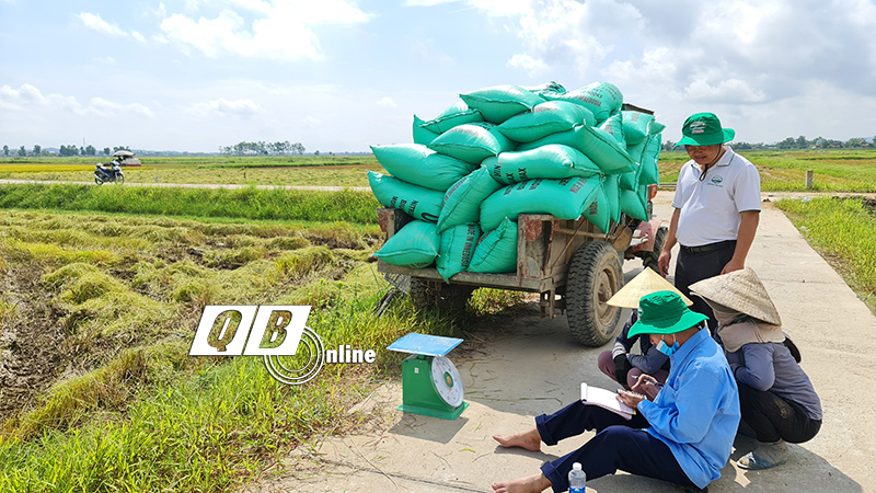  Lúa tươi vừa thu hoạch đã được Tổng công ty Sông Gianh thu mua tại ruộng.