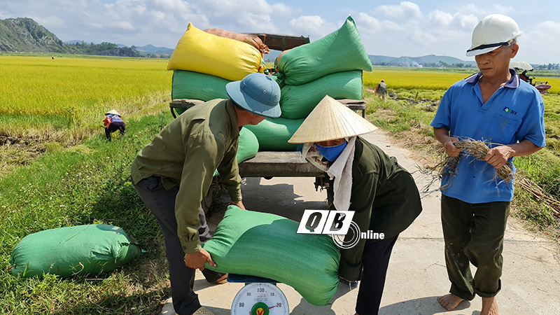 Người dân thôn Tiên Phan, xã Quảng Tiên (TX. Ba Đồn) thu hoạch lúa ST25.